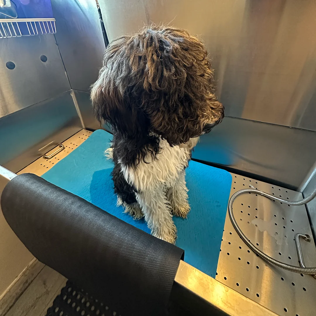 A black and white Doodle sits on a blue mat in a stainless steel grooming tub during a bath.