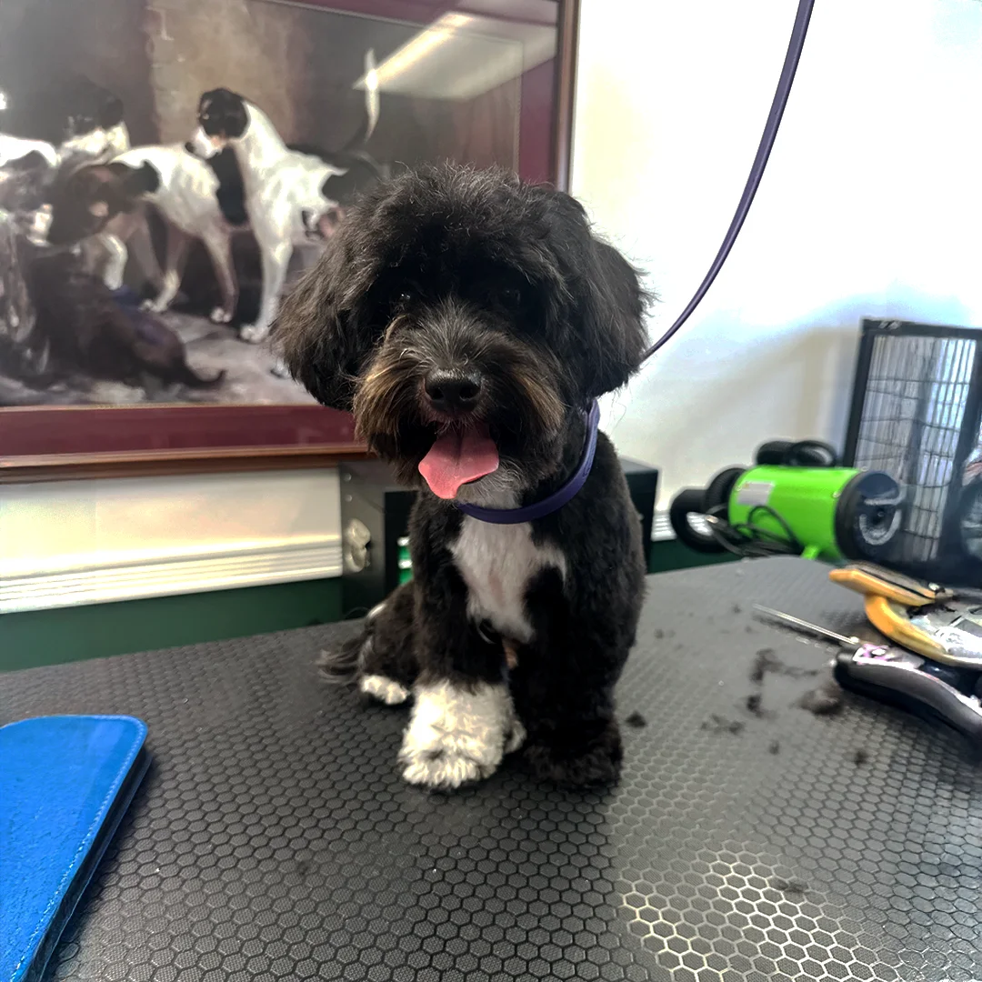 A small black puppy with a white paw and chest sits on a grooming table with a fresh haircut and a purple grooming loop.