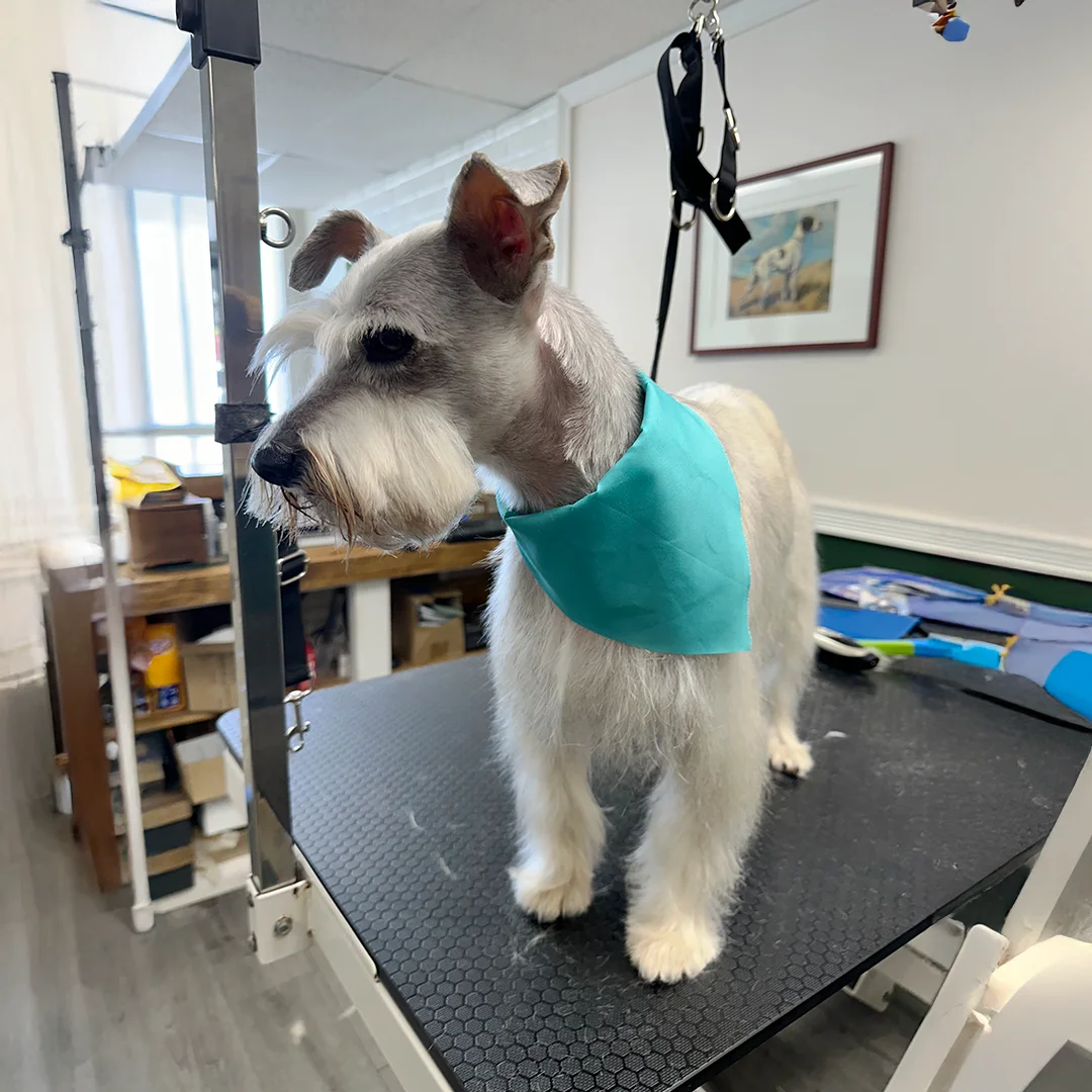 A white Schnauzer wearing a teal bandana stands on a grooming table after a completed groom.