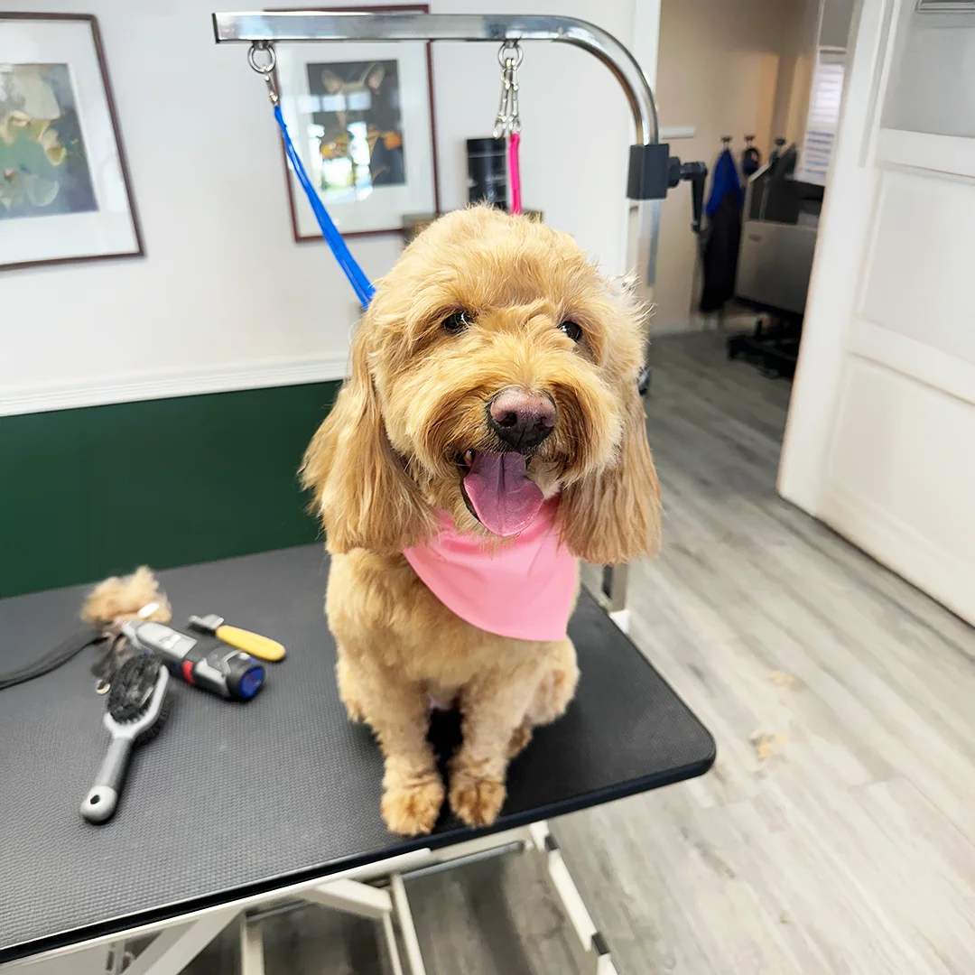 A freshly groomed golden Doodle sits on a grooming table wearing a pink bandana and looking happy.