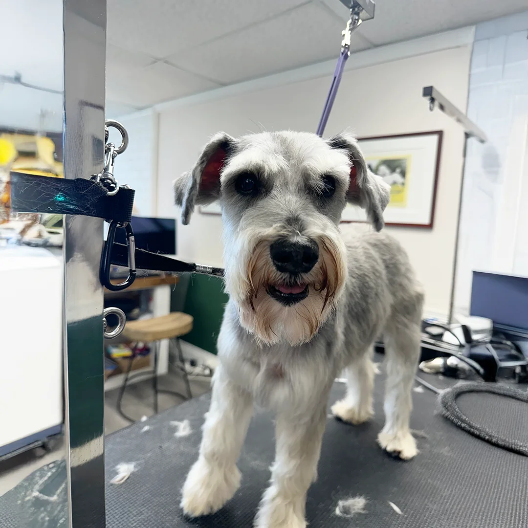 A happy silver Schnauzer named Lucas stands freshly groomed on the grooming table, looking directly at the camera.