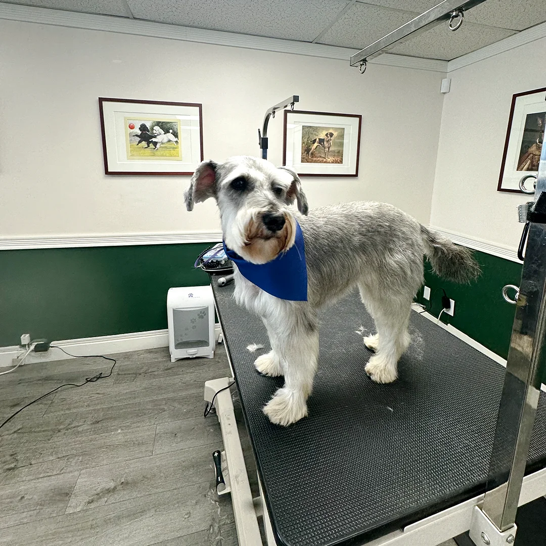 A freshly groomed silver Schnauzer named Lucas stands on the grooming table wearing a blue bandana.