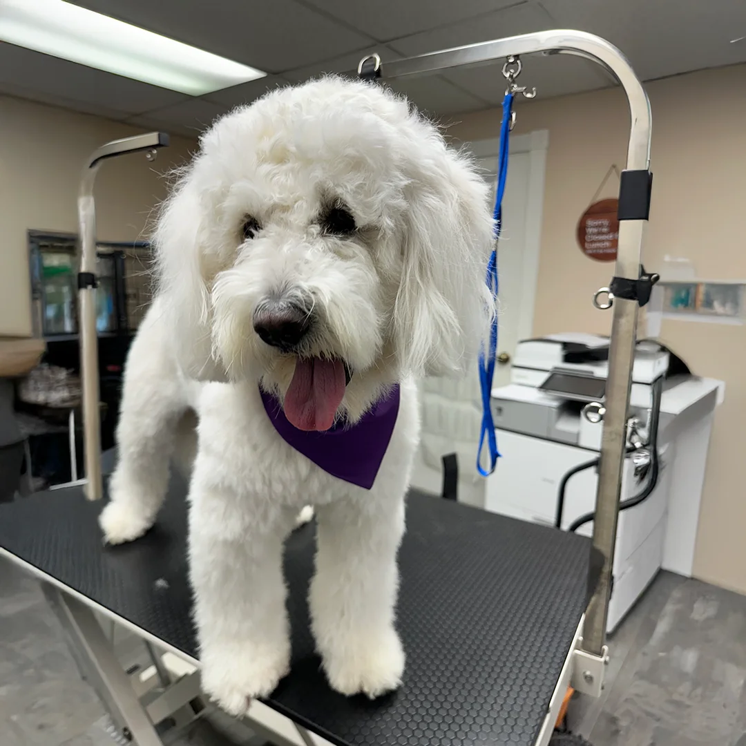 A fluffy white Doodle stands on the grooming table wearing a purple bandana after a fresh groom.