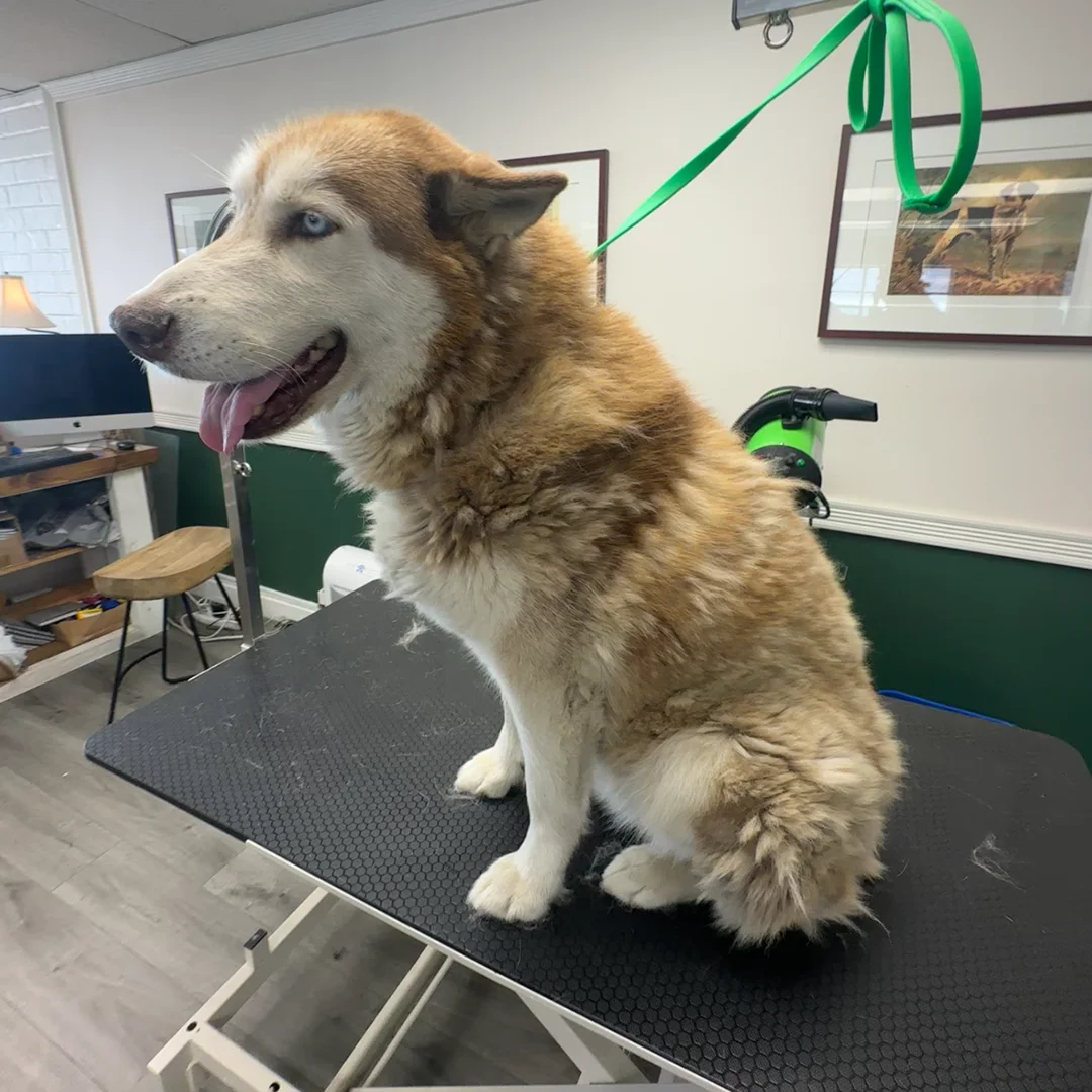 A Husky with a thick, shedding coat sits on the grooming table before a deshedding treatment.