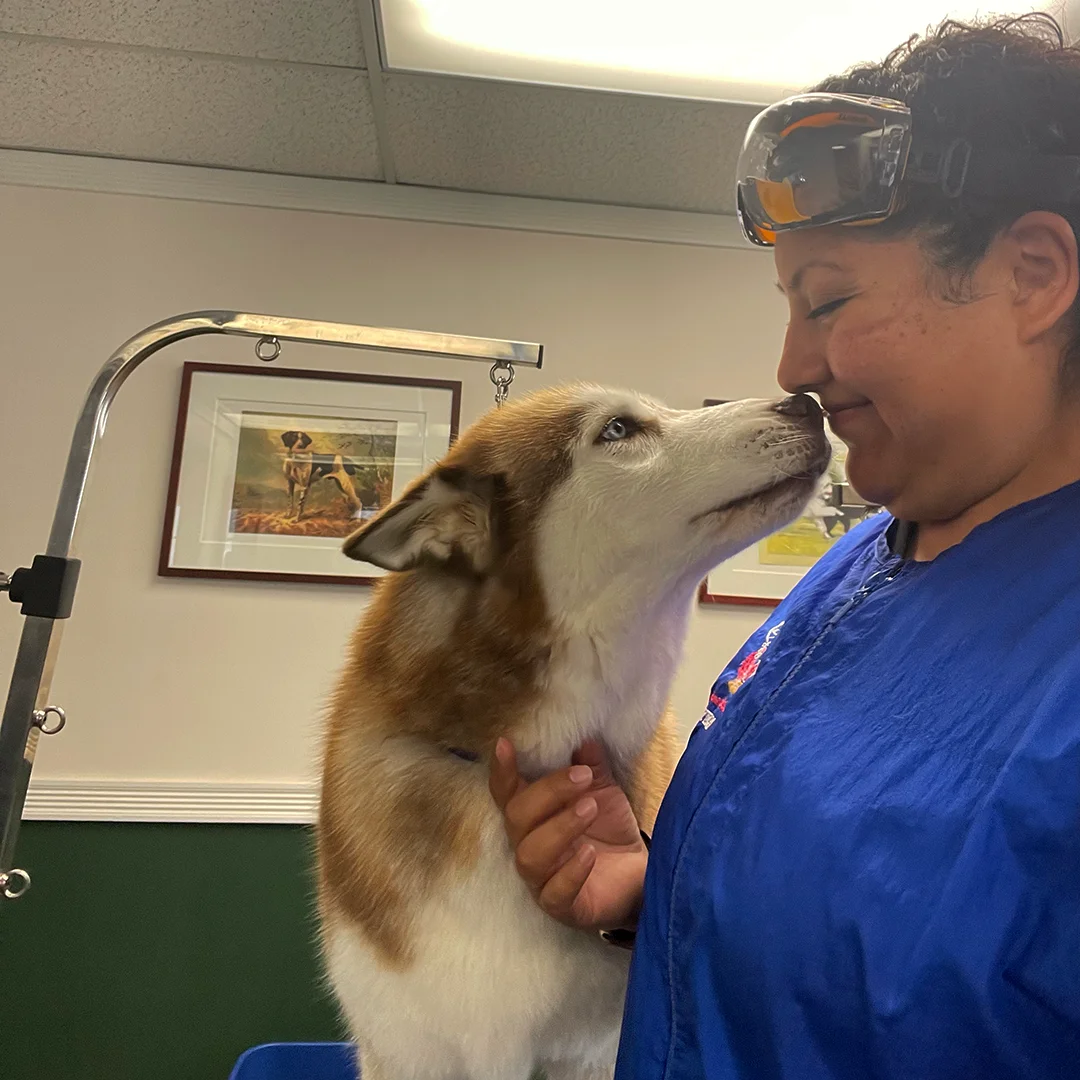 A Husky gently touches noses with Marlen, who smiles in her grooming uniform during a tender moment.