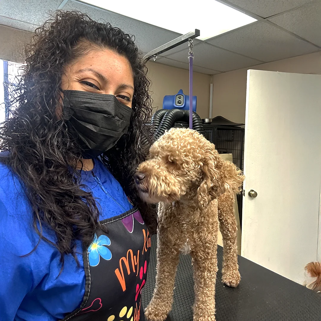 Marlen, wearing a mask and grooming apron, stands beside a curly tan Doodle before its grooming session.