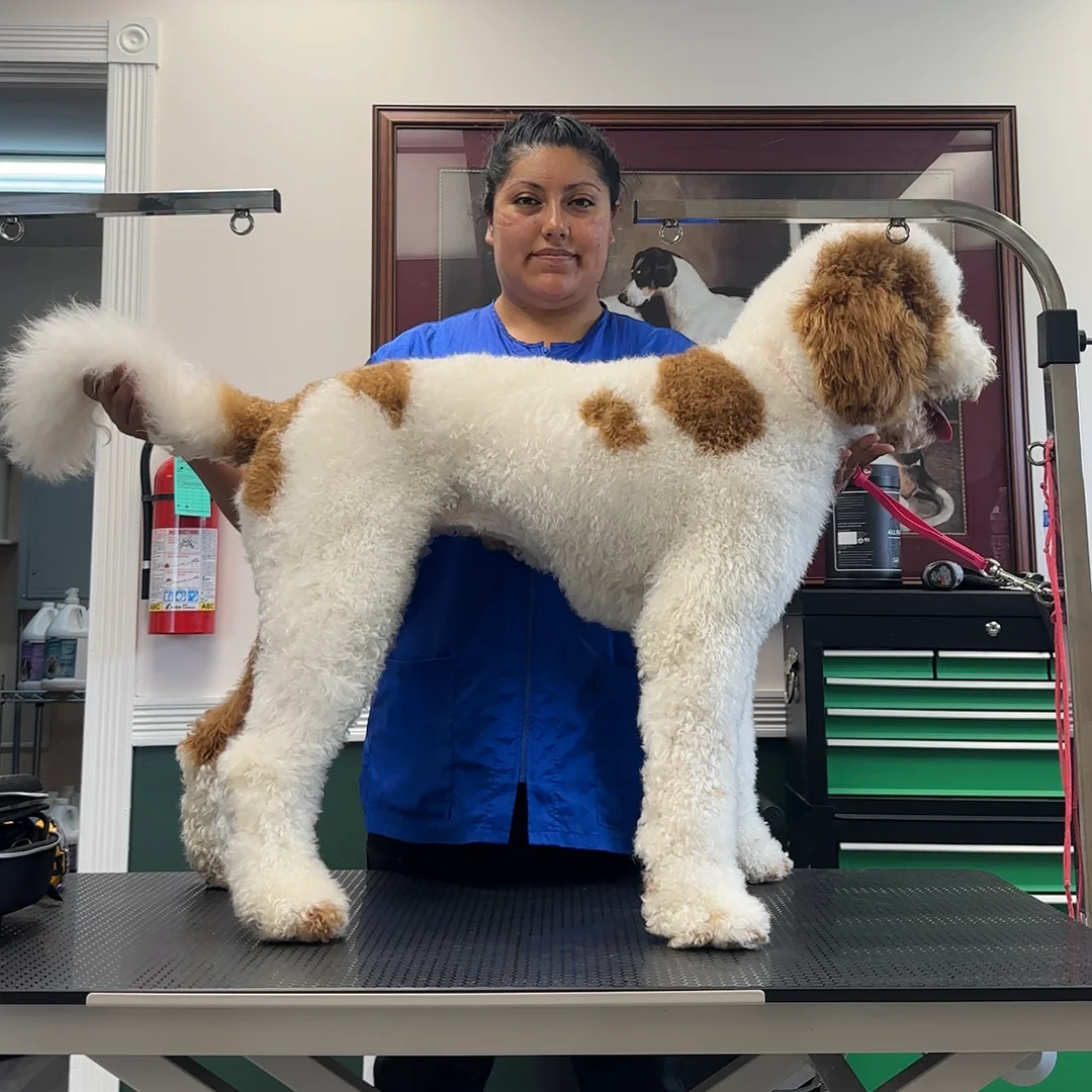 Marlen stands behind a freshly groomed white Doodle with brown spots and a fluffy coat on the grooming table.
