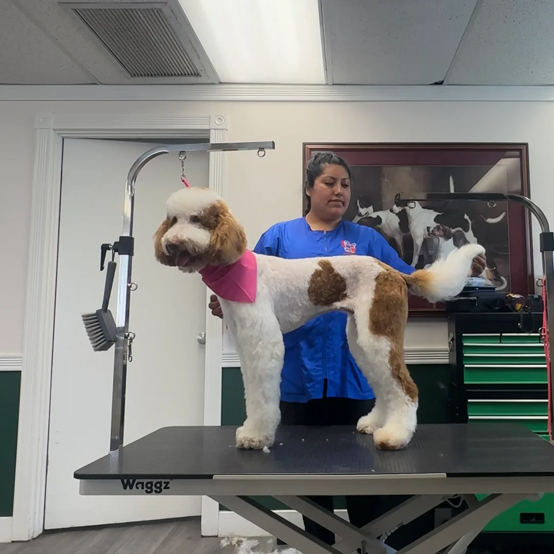 Marlen stands behind a freshly groomed white and brown Doodle wearing a pink bandana on the grooming table.