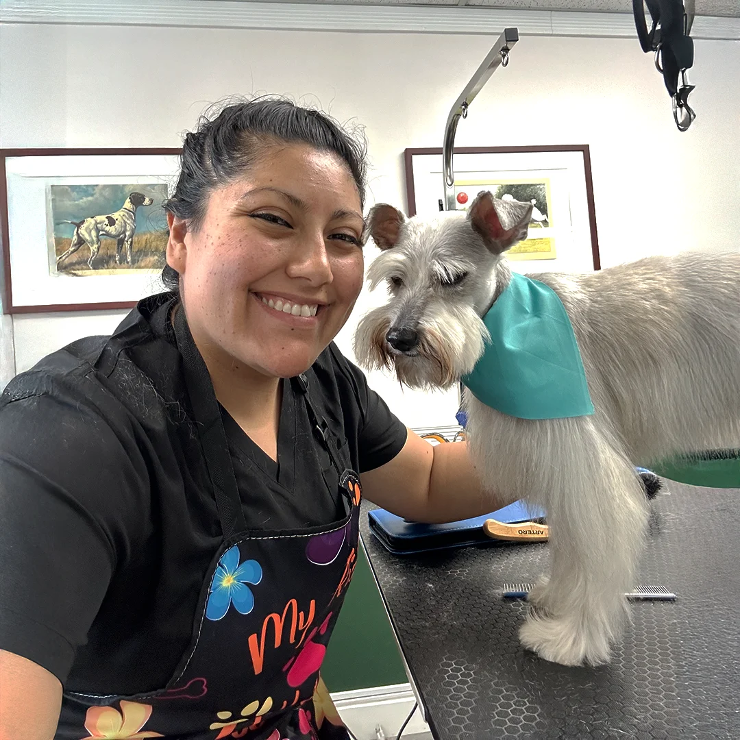 Marlen smiles beside a freshly groomed white Schnauzer wearing a teal bandana on the grooming table.