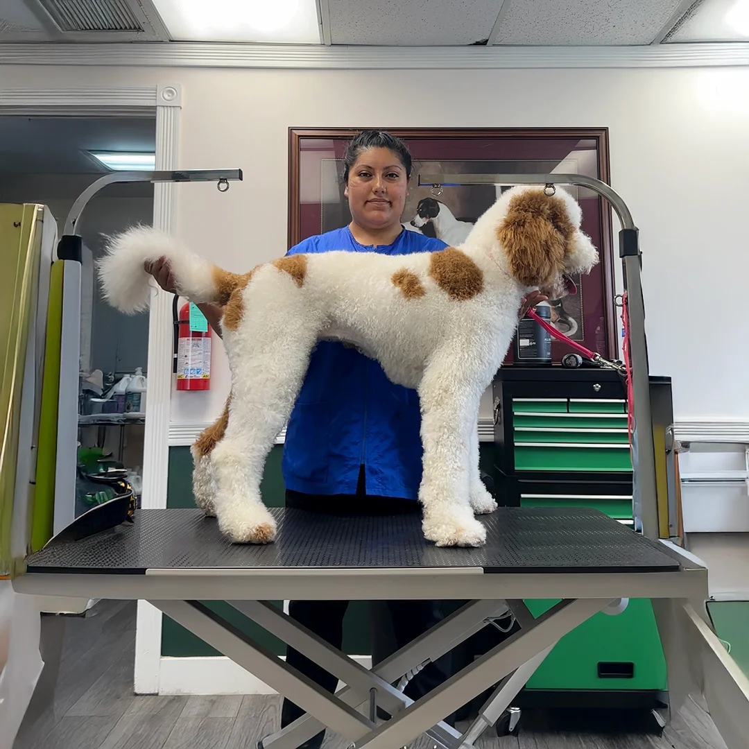 Marlen stands behind a freshly groomed white Doodle with brown spots on the grooming table.