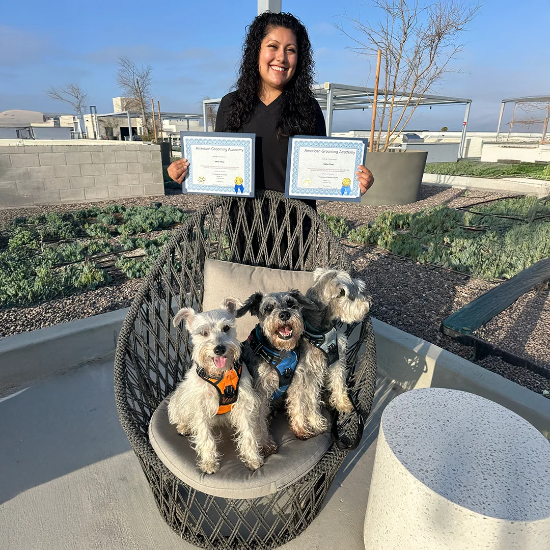 Marlen smiles while holding two grooming certificates behind a chair with three happy Schnauzers wearing harnesses.