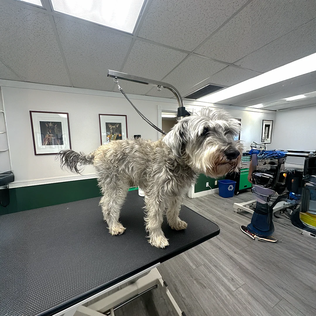 A scruffy silver Schnauzer named Lucas stands on the grooming table before his grooming session.
