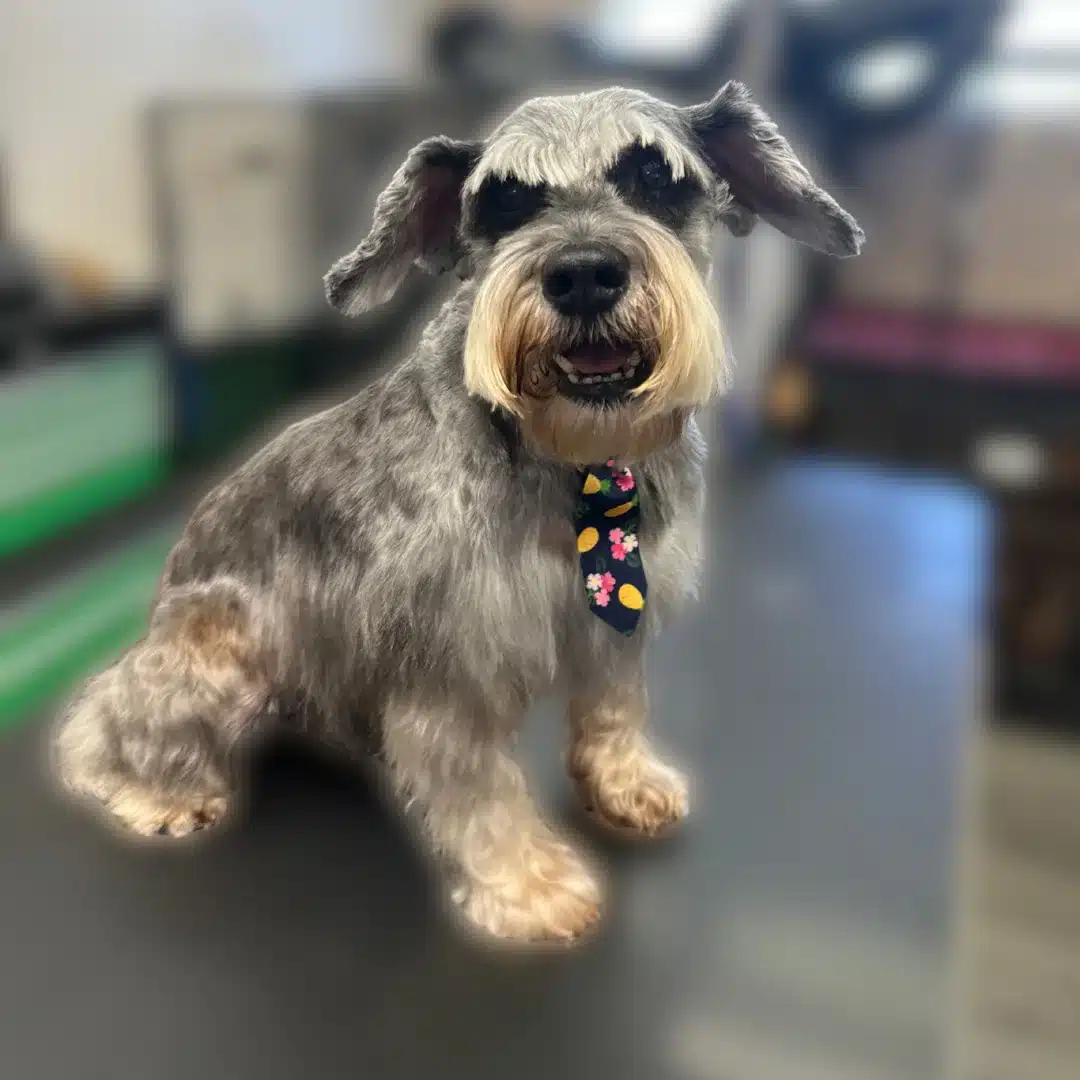 A freshly groomed Schnauzer wearing a colorful floral tie sits on a grooming table, looking happy and well-cared-for.