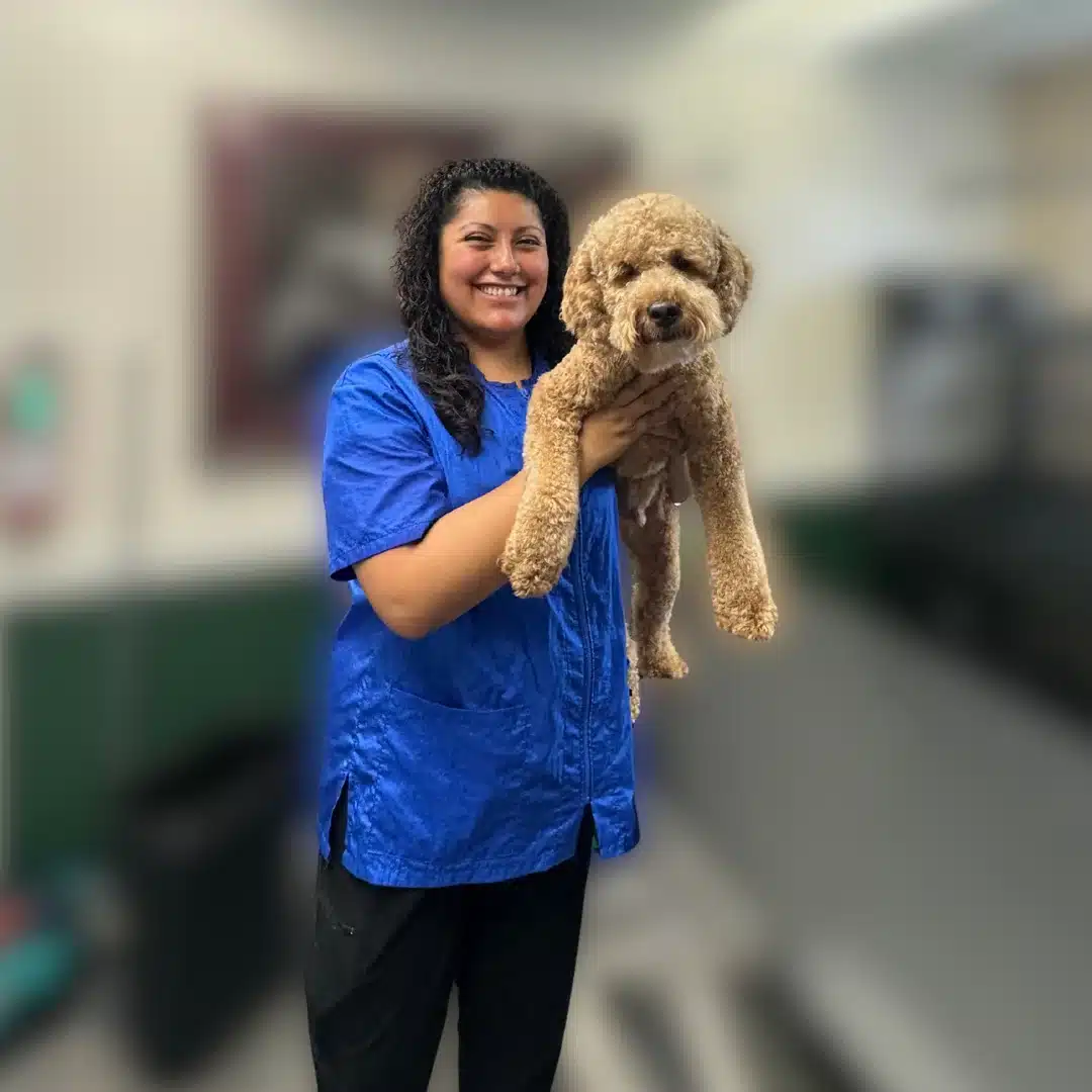 Marlen smiles while holding a freshly groomed apricot-colored Doodle, standing in a grooming salon.